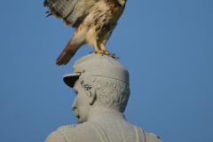 Red Tail Hawk on 84th New York Monument  Gettysburg September 2013  Bird WXYZ