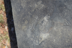 Dinosaur Footprints - Bridge over Plum Run