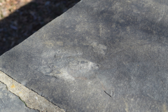 Dinosaur Footprints - Bridge over Plum Run