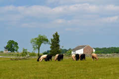 Cows on the McPherson Farm  Gettysburg June 2013  Cow Rural WXYZ